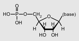 ribonucleotides